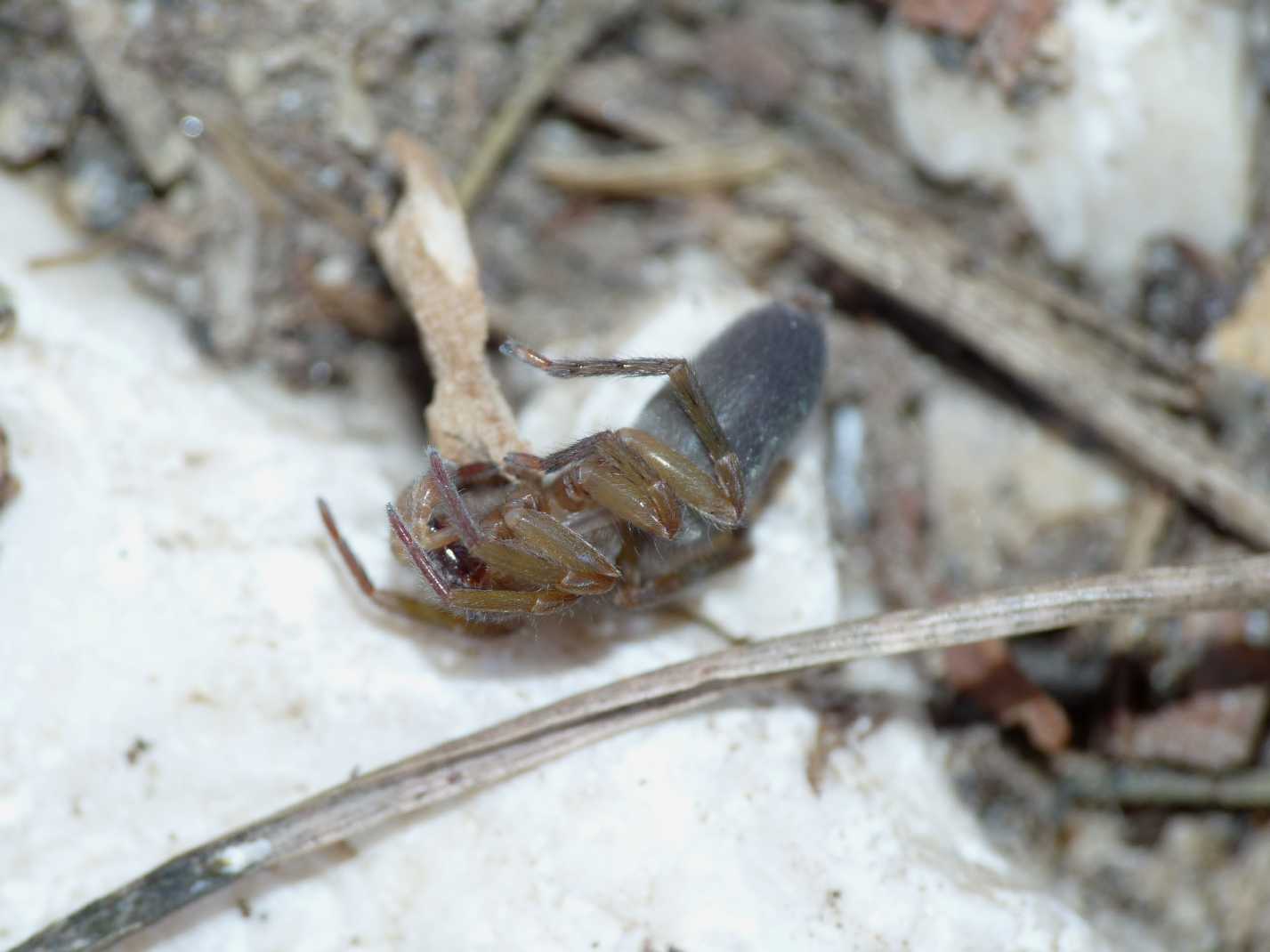Clubiona sp.